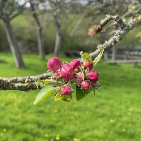 apple blossom buds