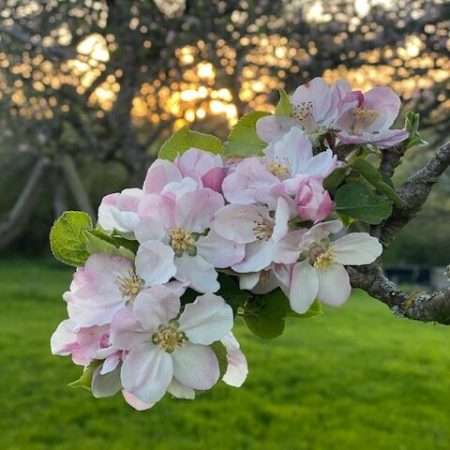 apple blossom