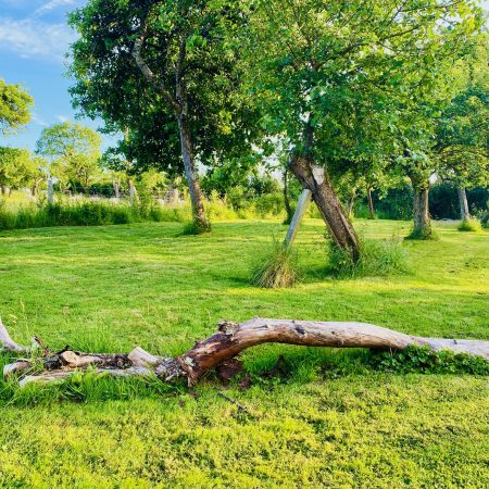 orchard shot